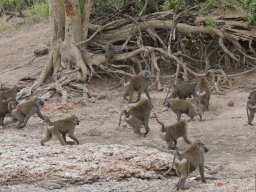 Western_Corridor2009-56